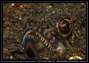 A small Lizardfish hidding in the sand... by Michel Lonfat 